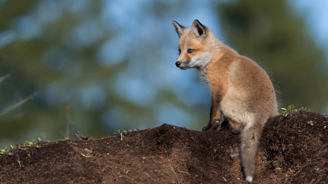Small fox dirt mounds woods free wallpaper - medium preview image