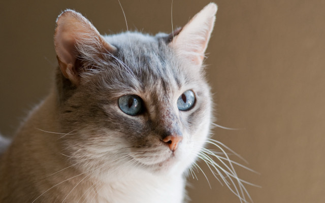 Cat blue eyes serious look free wallpaper - medium preview image
