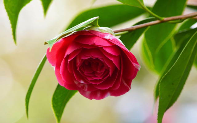 Red flower green leaves macro #7 free wallpaper - medium preview image