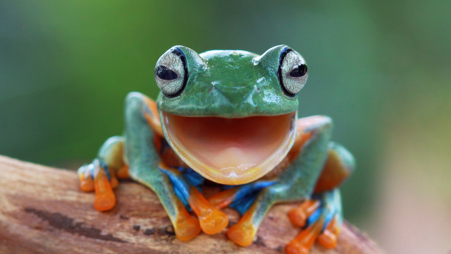 Frog open mouth tongue wide free wallpaper - medium preview image