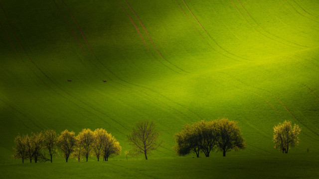 Green field trees birds sky free wallpaper - medium preview image