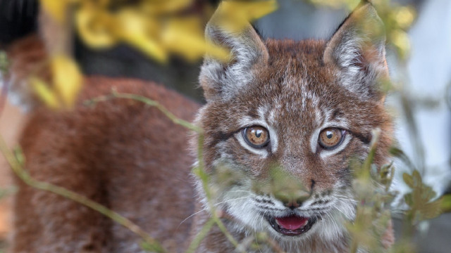 Small animal closeup leaves blurry free wallpaper - medium preview image