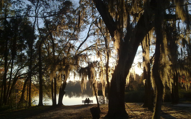 Park bench tree lake autumn free wallpaper - medium preview image