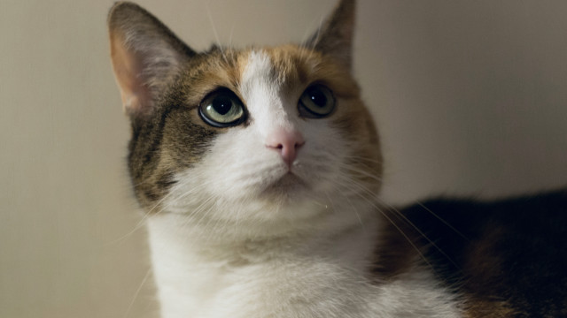 Cat white brown face black #3 free wallpaper - medium preview image