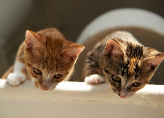 Kittens ledge room toilet animal free wallpaper - medium preview image