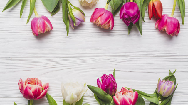 Flowers white surface stilllife potted free wallpaper - medium preview image