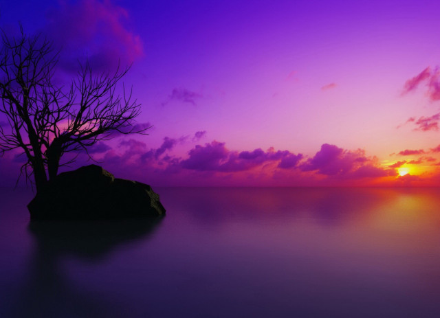 Lone tree purple sunset ocean free wallpaper - medium preview image