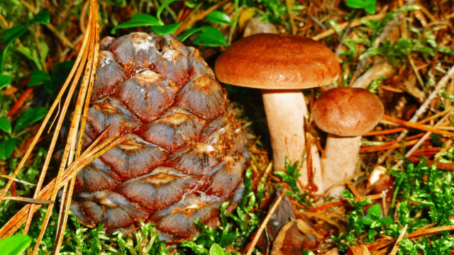 Pine cone mushrooms autumn leaves free wallpaper - medium preview image