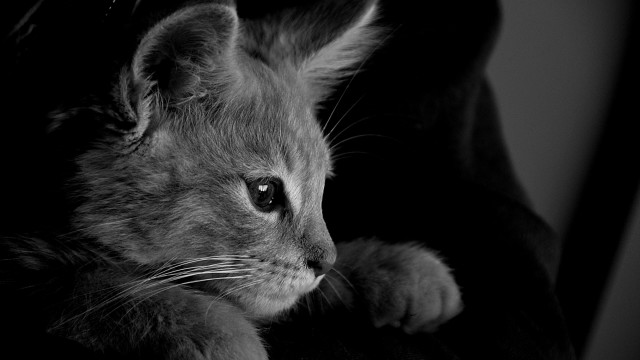 Kitten sitting chair sad look free wallpaper - medium preview image