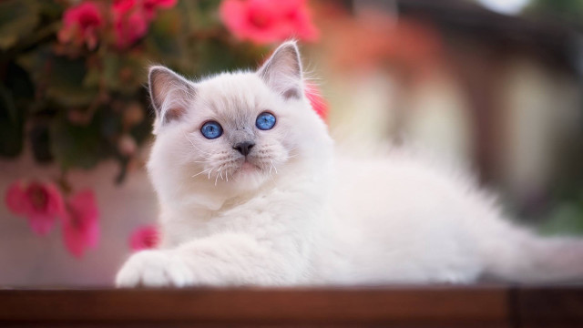 White cat blue eyes potted free wallpaper - medium preview image