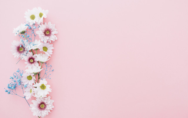 Daisies flower background pink gradient free wallpaper - medium preview image