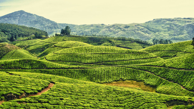Lush green hillside mountains trees free wallpaper - medium preview image
