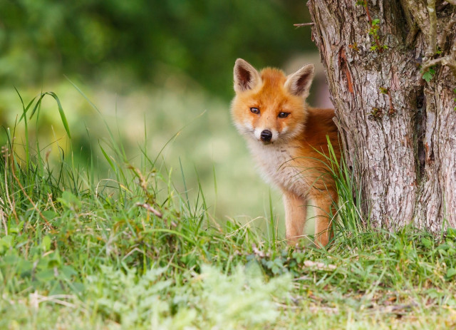 Small fox tree field bush free wallpaper - medium preview image