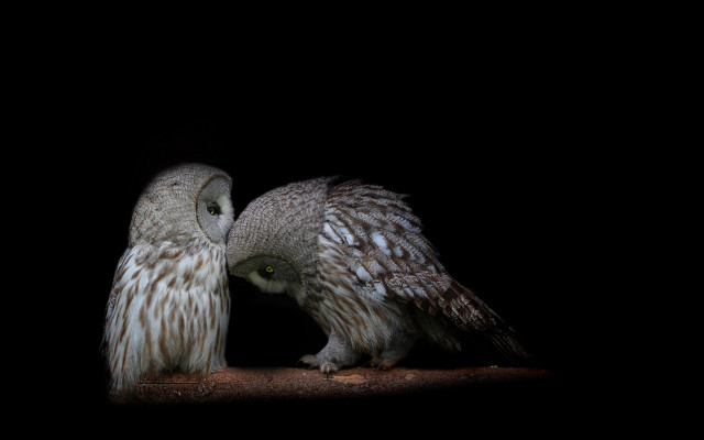 Dark owl bird heads touching free wallpaper - medium preview image