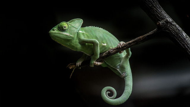 Green chameleon branch dark glowing free wallpaper - medium preview image
