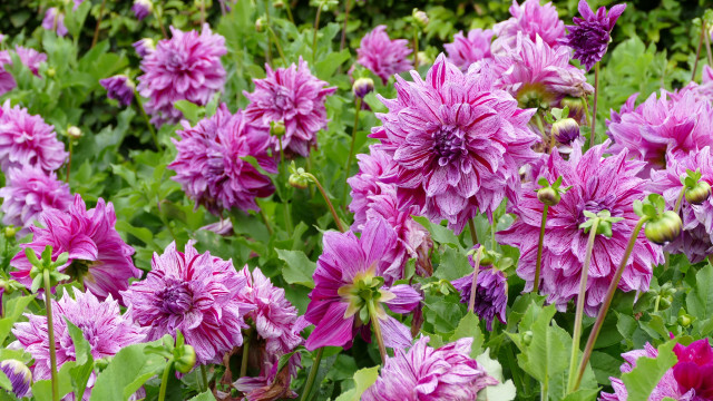Purple flower field bee bouquet free wallpaper - medium preview image