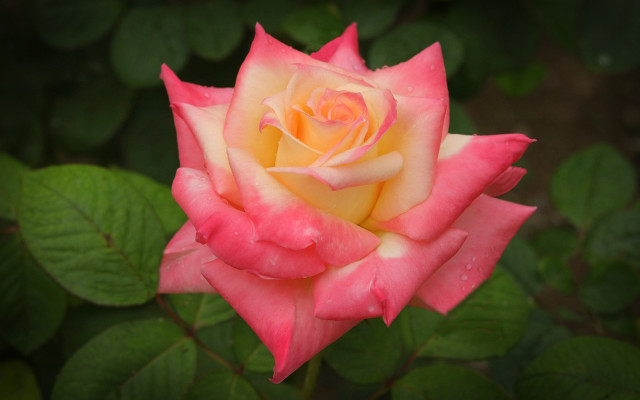 Pink yellow rose green leaves free wallpaper - medium preview image
