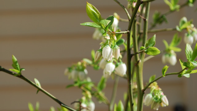 White flower green leaves macro #2 free wallpaper - medium preview image