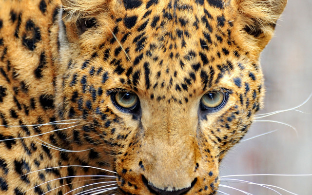 Leopard blue eyes black white free wallpaper - medium preview image