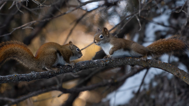 Squirrels branch nature puzzle photorealistic free wallpaper - medium preview image