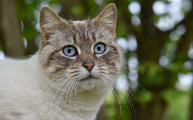 Blue eyes cat bokeh photorealistic free wallpaper - medium preview image