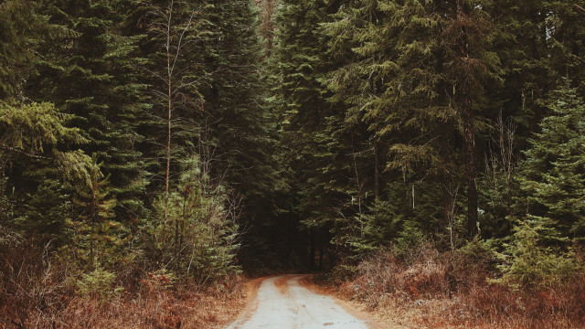 Dirt road tall trees bear free wallpaper - medium preview image