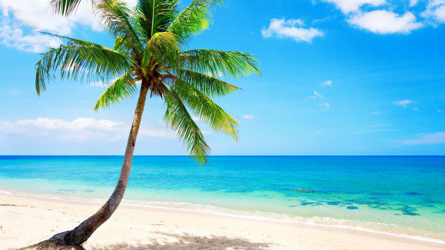 Palm beach ocean sky clouds free wallpaper - medium preview image
