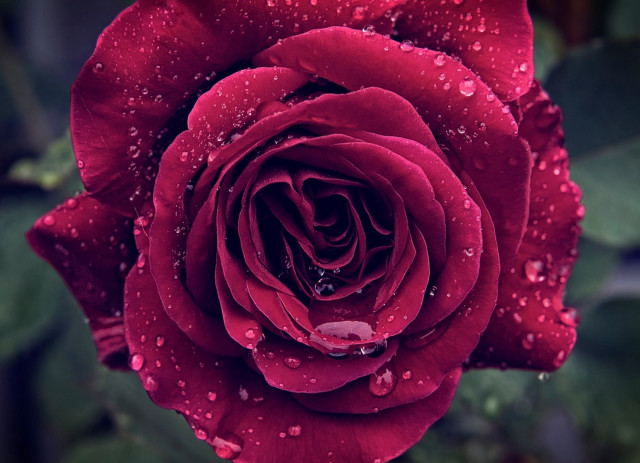 Red rose water droplets macro #39 free wallpaper - medium preview image
