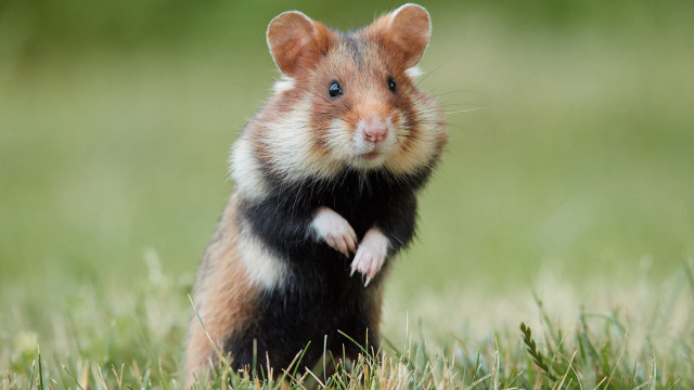 Hamster standing grass shock art free wallpaper - medium preview image