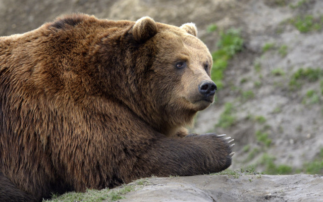 Brown bear rock hill grass free wallpaper - medium preview image
