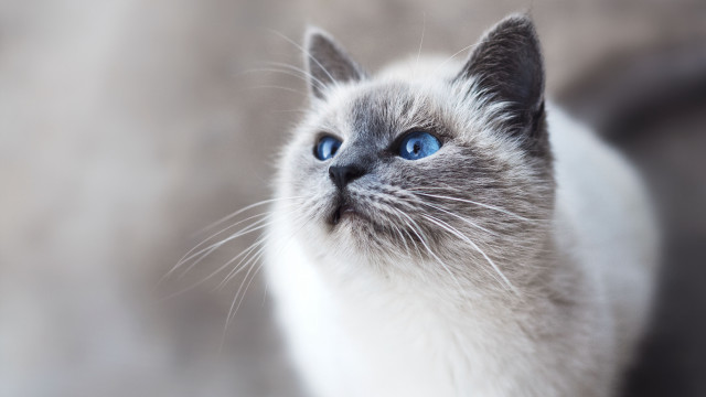 White cat blue eyes blurry #7 free wallpaper - medium preview image