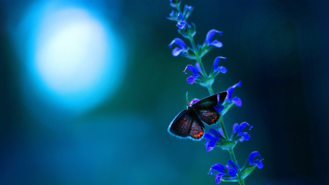 Blue butterfly moonlight flower fairy free wallpaper - medium preview image