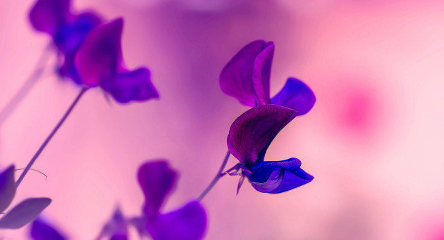 Purple flower blurry background butterfly free wallpaper - medium preview image