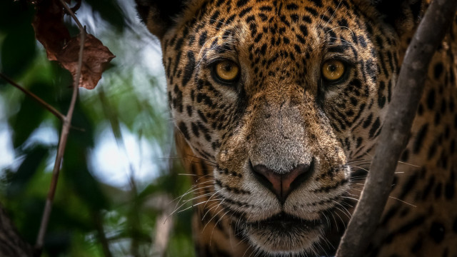 Leopard closeup tree branch leaves free wallpaper - medium preview image
