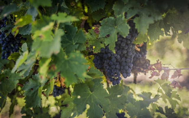 Grapes vineyard green leaves shallow free wallpaper - medium preview image