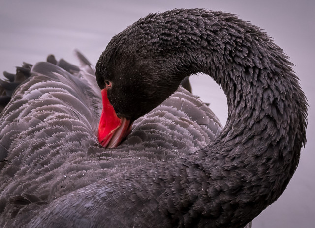 Black swan red beak white free wallpaper - medium preview image