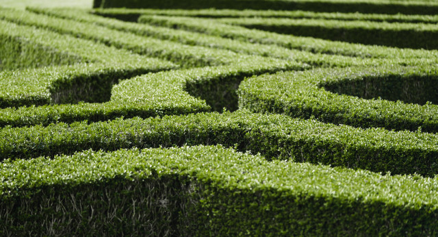 Large green hedge maze bird free wallpaper - medium preview image