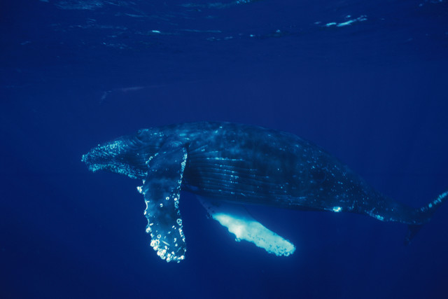 Whale open mouth ocean night free wallpaper - medium preview image