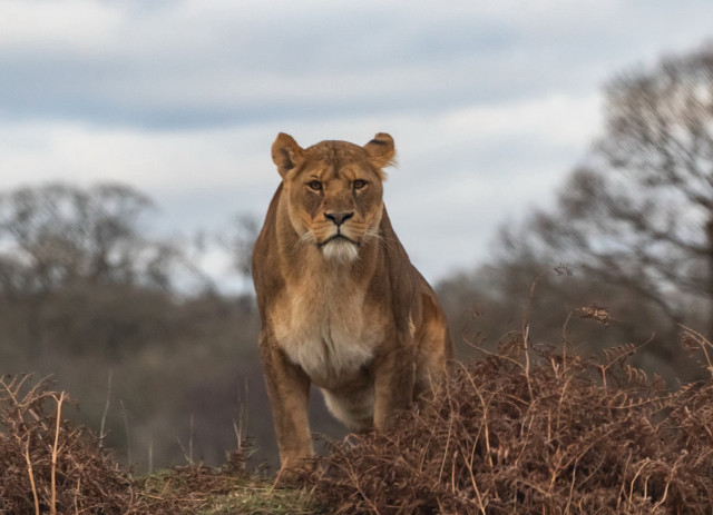 Lion walking grass field trees free wallpaper - medium preview image