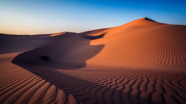 Desert sanddunes singleTree blueSky realistic free wallpaper - medium preview image