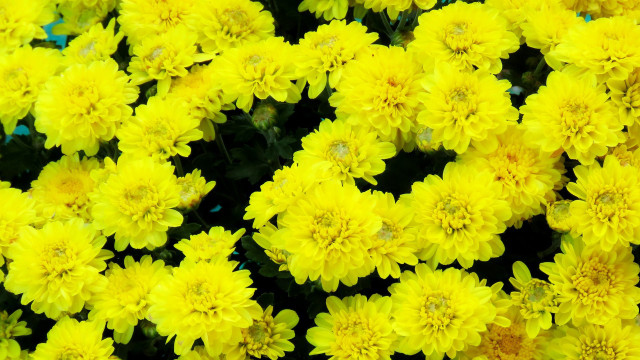 Yellow flower field blooming sunshine free wallpaper - medium preview image