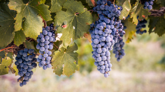 Grapes vineyard green leaves rain free wallpaper - medium preview image