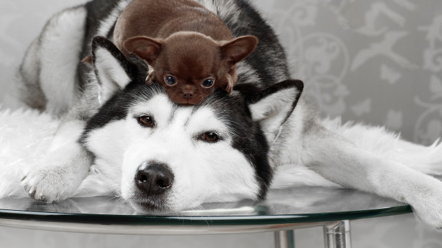 Dog puppy shiba inu microscopic free wallpaper - medium preview image