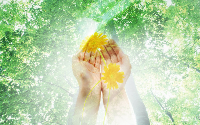 Person holding yellow flower trees free wallpaper - medium preview image