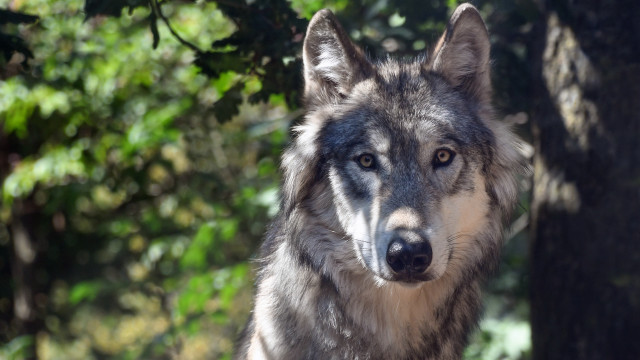 Wolf tree nature sharp focus free wallpaper - medium preview image