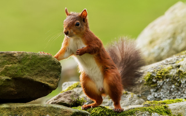 Squirrel standing on rock green free wallpaper - medium preview image