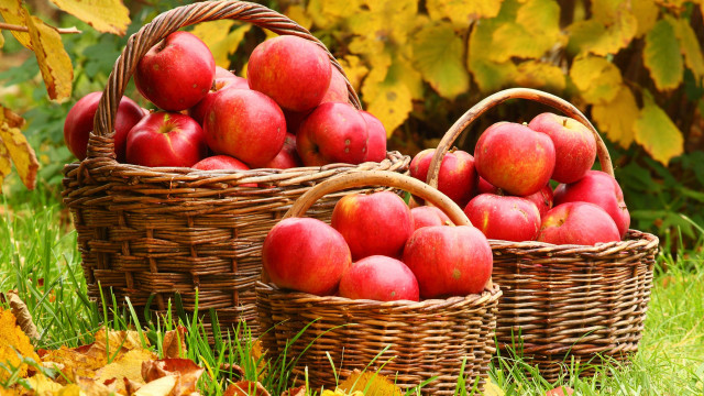Baskets red apples grass leaves free wallpaper - medium preview image
