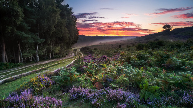 Sunset field flowers trees road #3 free wallpaper - medium preview image