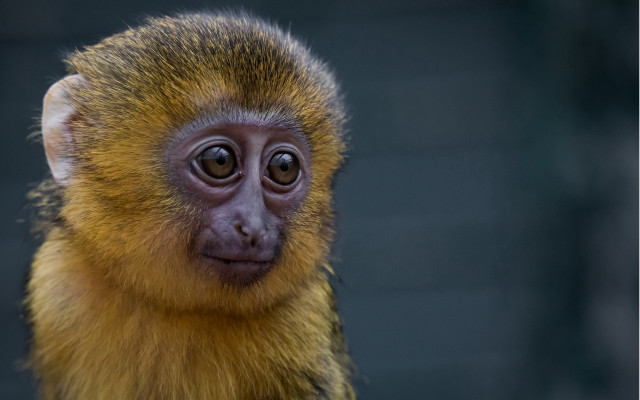 Small monkey long nose portrait #2 free wallpaper - medium preview image
