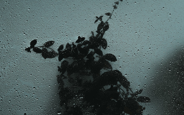 Plant window rain person astronaut free wallpaper - medium preview image